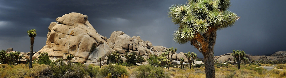 Joshua Tree National Park Collection – Travel Stamps