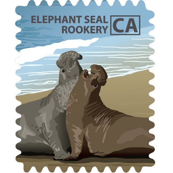 Elephant Seal Rookery